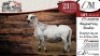 1X MEATMASTER EWE DELPORT MEATMASTERS - 2
