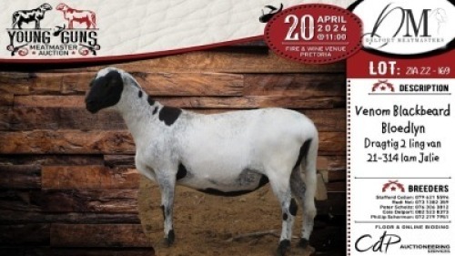 2X MEATMASTER EWE DELPORT MEATMASTERS