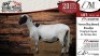 2X MEATMASTER EWE DELPORT MEATMASTERS