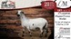 2X MEATMASTER EWE DELPORT MEATMASTERS - 2