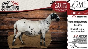 1X MEATMASTER EWE DELPORT MEATMASTERS