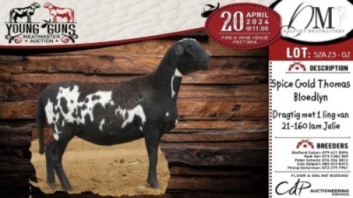 2X MEATMASTER EWE DELPORT MEATMASTERS