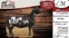 2X MEATMASTER EWE DELPORT MEATMASTERS