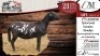 2X MEATMASTER EWE DELPORT MEATMASTERS - 2