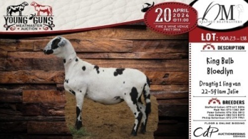2X MEATMASTER EWE DELPORT MEATMASTERS