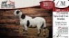 2X MEATMASTER EWE DELPORT MEATMASTERS