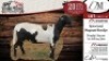 2X MEATMASTER EWE DELPORT MEATMASTERS - 2