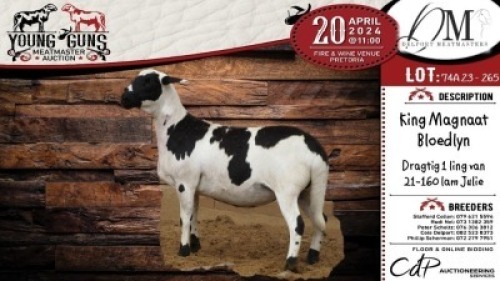 2X MEATMASTER EWE DELPORT MEATMASTERS