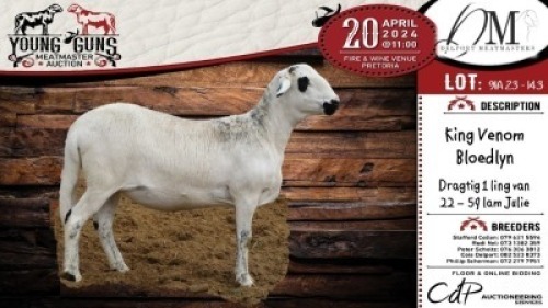 3X MEATMASTER EWE DELPORT MEATMASTERS