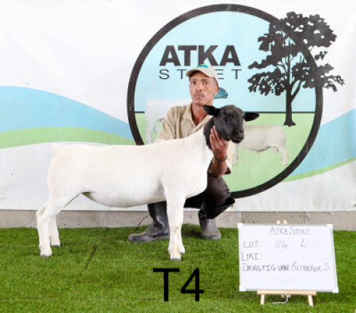 2X DORPER OOI/EWE T5 (PAY PER PIECE TO TAKE THE LOT) & T4