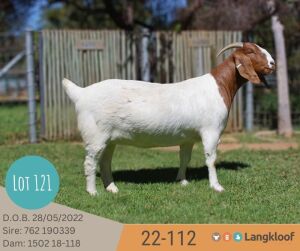 1X BOER GOAT PREGNANT FLOCK 48-501 DOE LANGKLOOF BOERBOKSTOET