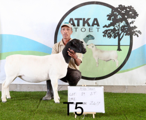 1X DORPER OOI/EWE T5