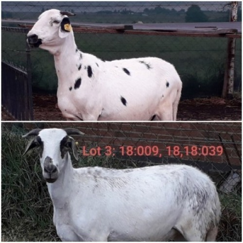 LOT&nbsp; 25-&nbsp; 3X (F) DAMARA SHEEP&nbsp;FONTEINE BOERDERY / ETIENNE ENSLIN & MIA EARLE (PER STUK OM LOT TE NEEM/PER PIECE TO TAKE THE LOT)