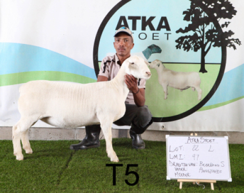 1X WIT DORPER OOI/EWE T5