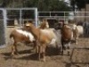 3X MEATMASTER EWE GF VAN ROOYEN