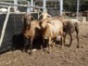 4X MEATMASTER EWE GF VAN ROOYEN