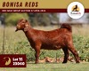 1X KALAHARI RED STUD -030 DOE BONISA REDS