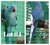 0-1 '18 Ringneck: Violet Dark Blue/cleartail - Tokkie Slabbert