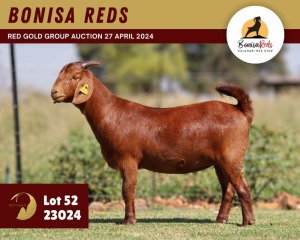 1X KALAHARI RED PREGNANT FLOCK 11-063 DOE BONISA REDS