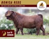 1X KALAHARI RED FLOCK 11-224 BUCK BONISA REDS