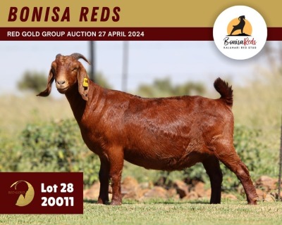 1X KALAHARI RED PREGNANT STUD 11-070 DOE BONISA REDS