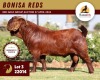 1X KALAHARI RED STUD 11-061 BUCK BONISA REDS