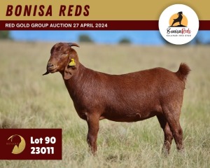 1X KALAHARI RED PREGNANT FLOCK 11-059 DOE BONISA REDS