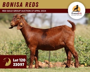 1X KALAHARI RED FLOCK 11-101 DOE BONISA REDS