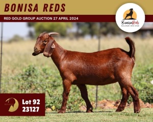 1X KALAHARI RED FLOCK 11-142 DOE BONISA REDS