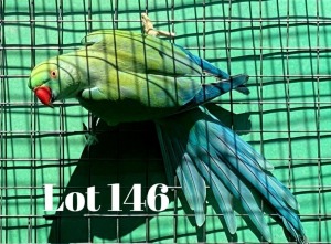 1-0 '19 Ringneck: TurquoiseBlue/clearheaded-fallow/opaline - Tokkie Slabbert