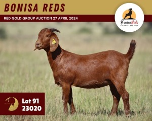 1X KALAHARI RED PREGNANT FLOCK 11-060 DOE BONISA REDS