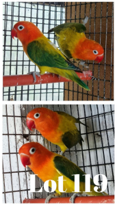 1-1 '20 Lovebird: Fischeri: Violet Opaline Euwing/blue x Violet Dark Opaline Euwing/blue - Fanie Klopper