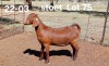 1X KALAHARI RED STUD DOE AUCAMP BOERDERY