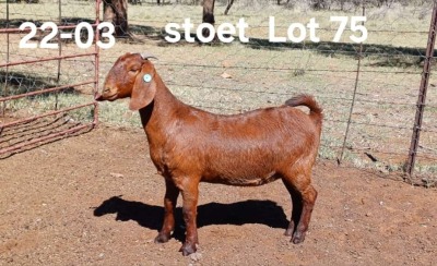 1X KALAHARI RED STUD DOE AUCAMP BOERDERY