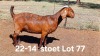 1X KALAHARI RED PREGNANT STUD DOE AUCAMP BOERDERY