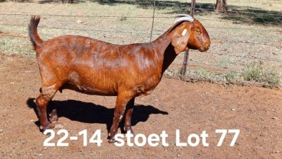 1X KALAHARI RED PREGNANT STUD DOE AUCAMP BOERDERY