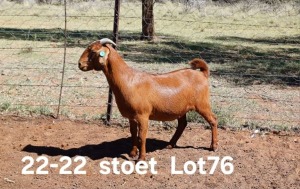 1X KALAHARI RED PREGNANT STUD DOE AUCAMP BOERDERY