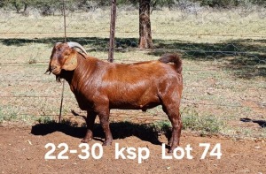 1X KALAHARI RED FLOCK ON TEAT BUCK AUCAMP BOERDERY