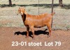 1X KALAHARI RED PREGNANT STUD DOE AUCAMP BOERDERY