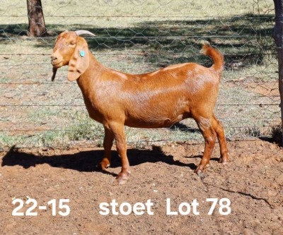 1X KALAHARI RED PREGNANT STUD DOE AUCAMP BOERDERY