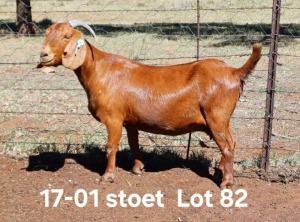 1X KALAHARI RED STUD DOE AUCAMP BOERDERY