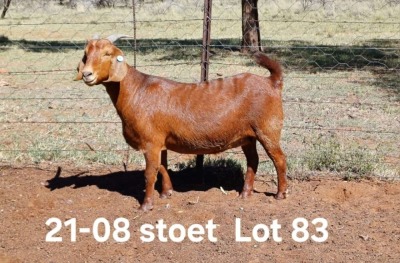 1X KALAHARI RED PREGNANT STUD DOE AUCAMP BOERDERY