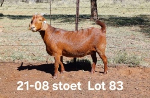 1X KALAHARI RED PREGNANT STUD DOE AUCAMP BOERDERY