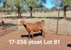 1X KALAHARI RED STUD DOE AUCAMP BOERDERY