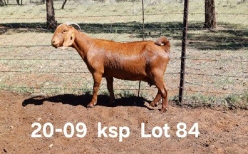 1X KALAHARI RED FLOCK ON TEAT DOE AUCAMP BOERDERY