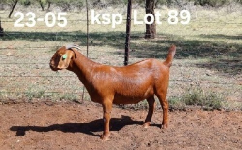 1X KALAHARI RED PREGNANT FLOCK ON TEAT DOE AUCAMP BOERDERY