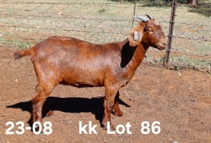 1X KALAHARI RED STUD DOE AUCAMP BOERDERY