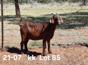 1X KALAHARI RED PREGNANT FLOCK DOE AUCAMP BOERDERY