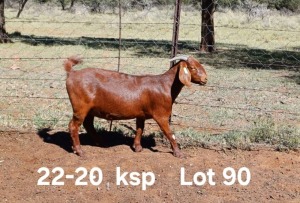 1X KALAHARI RED PREGNANT FLOCK ON TEAT DOE AUCAMP BOERDERY