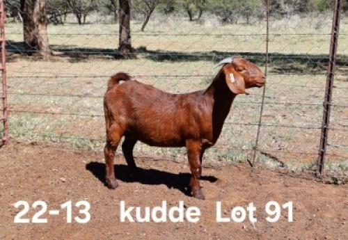 1X KALAHARI RED FLOCK DOE AUCAMP BOERDERY